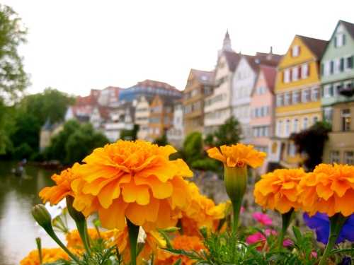 Flowers and Buildings along the Neckar River in Tübingen